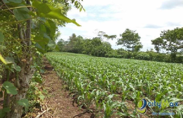 Vendo Terreno con siembra en Cuyotenango, Suchitepequez - Image 1