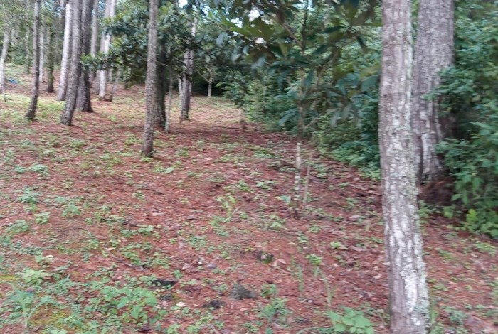 Terreno tipo Granja en Venta Praderas del Bambú