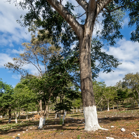 Terreno Residencial en Venta Cuilapa Santa Rosa - Image 1