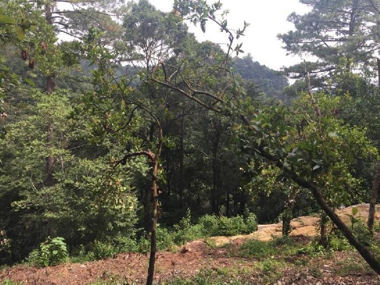 Terreno en venta en Labor de Castilla Mixco Guatemala - Image 1