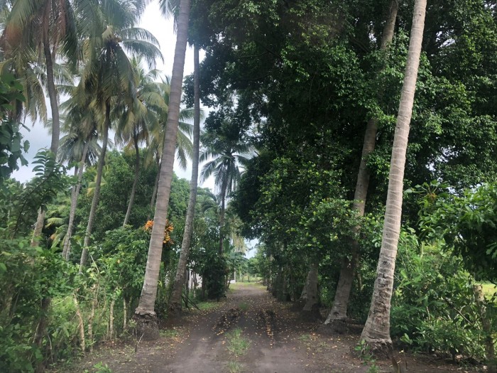 Venta de finca a orilla de carretera Masagua, Escuintla