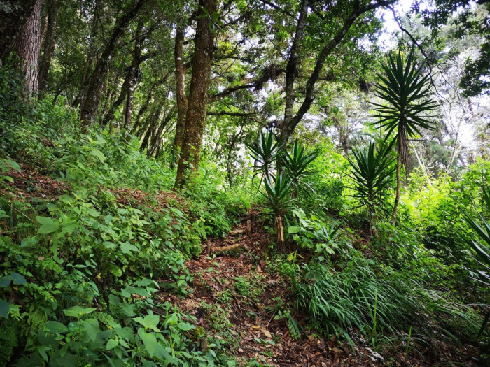 Venta de terreno en El Encinal, tronco 8.