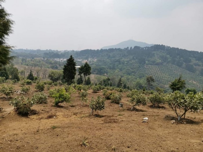 Venta de terreno con aguacate hass en El Jocotillo CAES