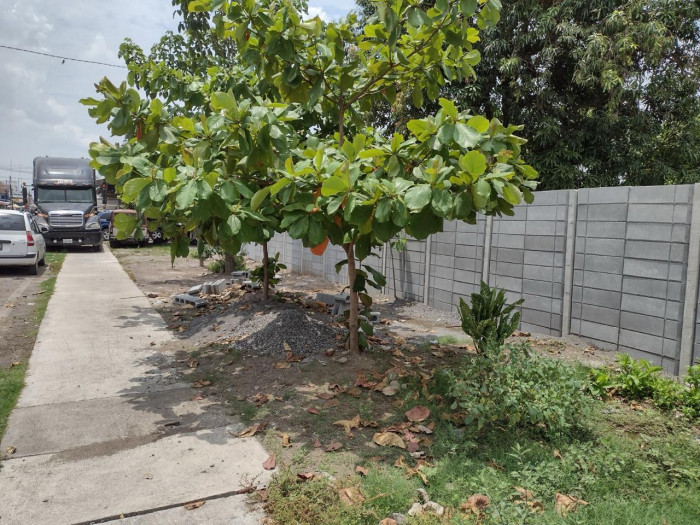 TERRENO NUEVA ASUNCION ESCUNTLA 