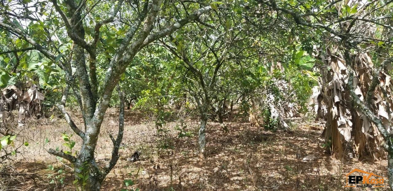 Finca de Venta con casa en Jarabacoa - 2
