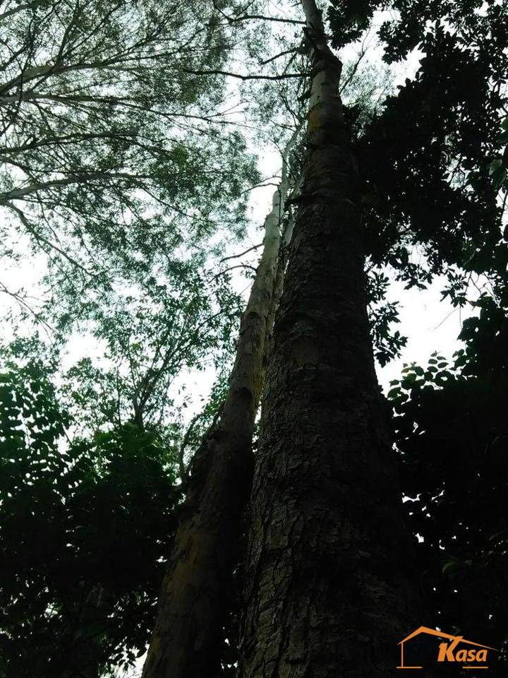 Villas de renta en Vacacional La Planta, Jarabacoa - 6