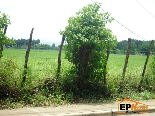 Venta de Finca en Licey, Las Palomas, Santiago — foto 4