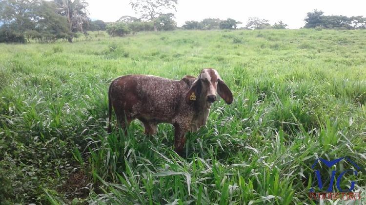 Proyecto Nuevo en Venta Finca De 3 Caballerías