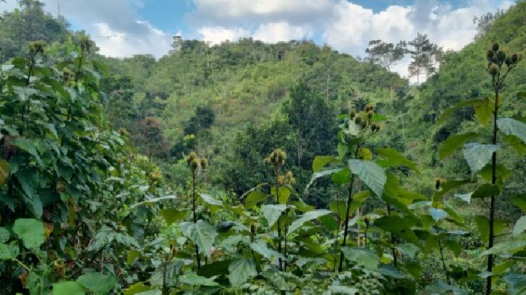 PARCELA EN VENTA EN CHISEC, ALTA VERAPAZ - 8