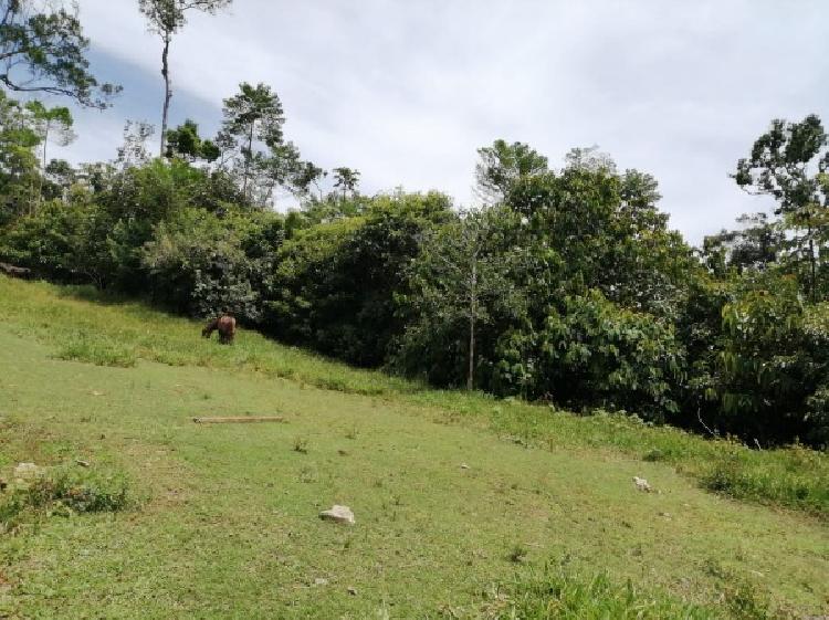 Vendo Finca de 120mnz en Puerto Barrios, Izabal Ref-229 - 1
