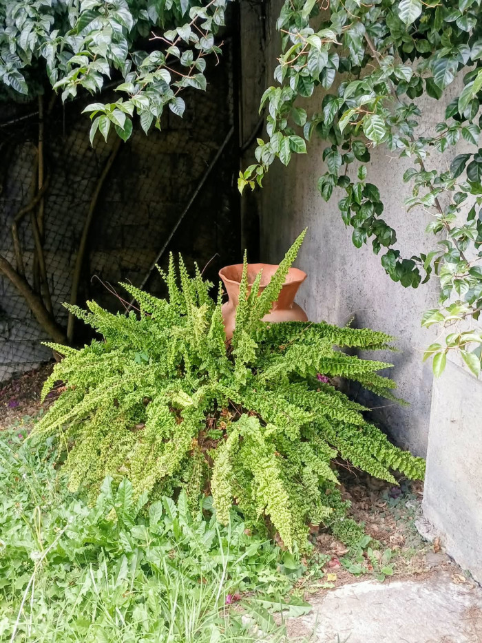 En renta accesible terreno comercial - Miniatura 18