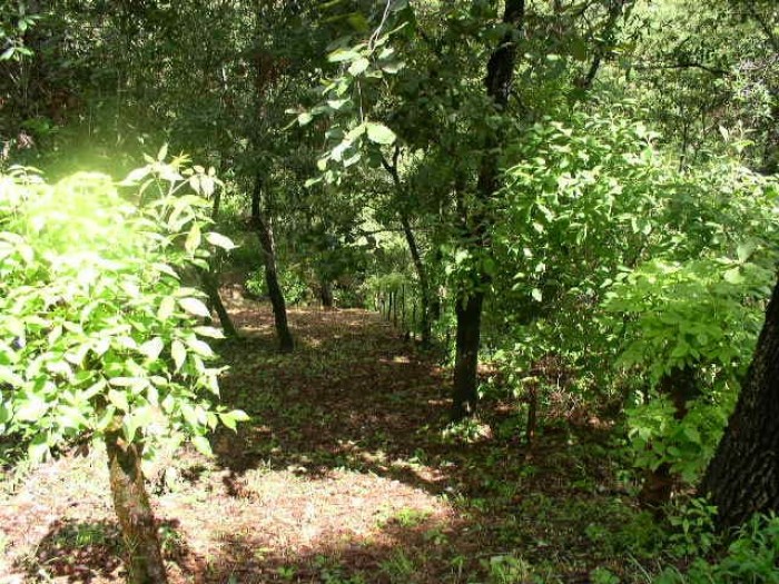 Terreno Hacienda Quinta las Flores, S. Juan Sac. - 3