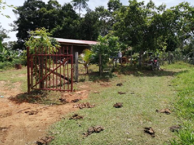 Vendo Finca de 120mnz en Puerto Barrios, Izabal Ref-229 - 10