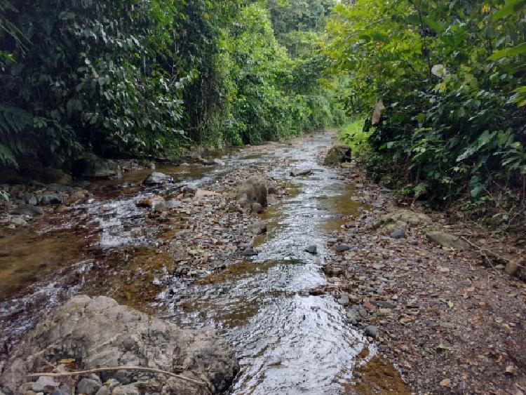Vendo Finca de 120mnz en Puerto Barrios, Izabal Ref-229 - 14