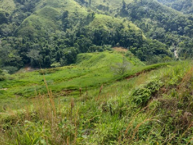 Vendo Finca de 120mnz en Puerto Barrios, Izabal Ref-229 - 17