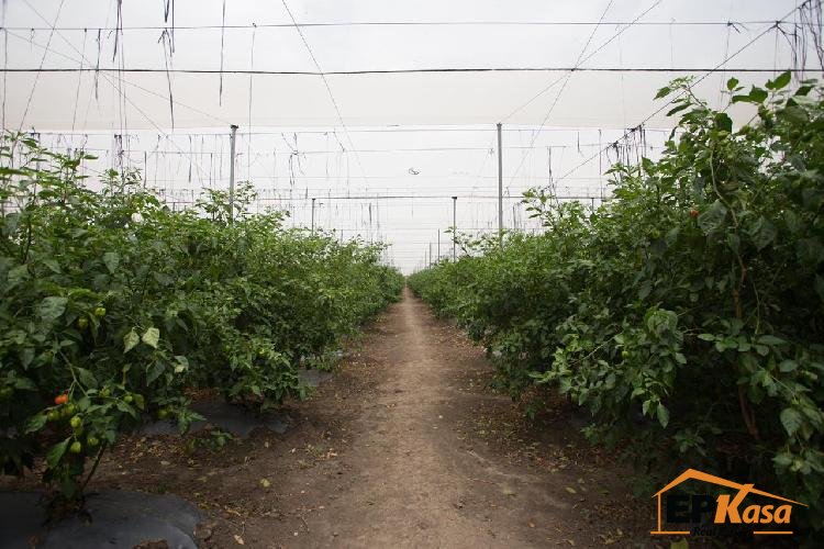 Local Comercial de venta en Villa Gonzalez, Santiago - 8
