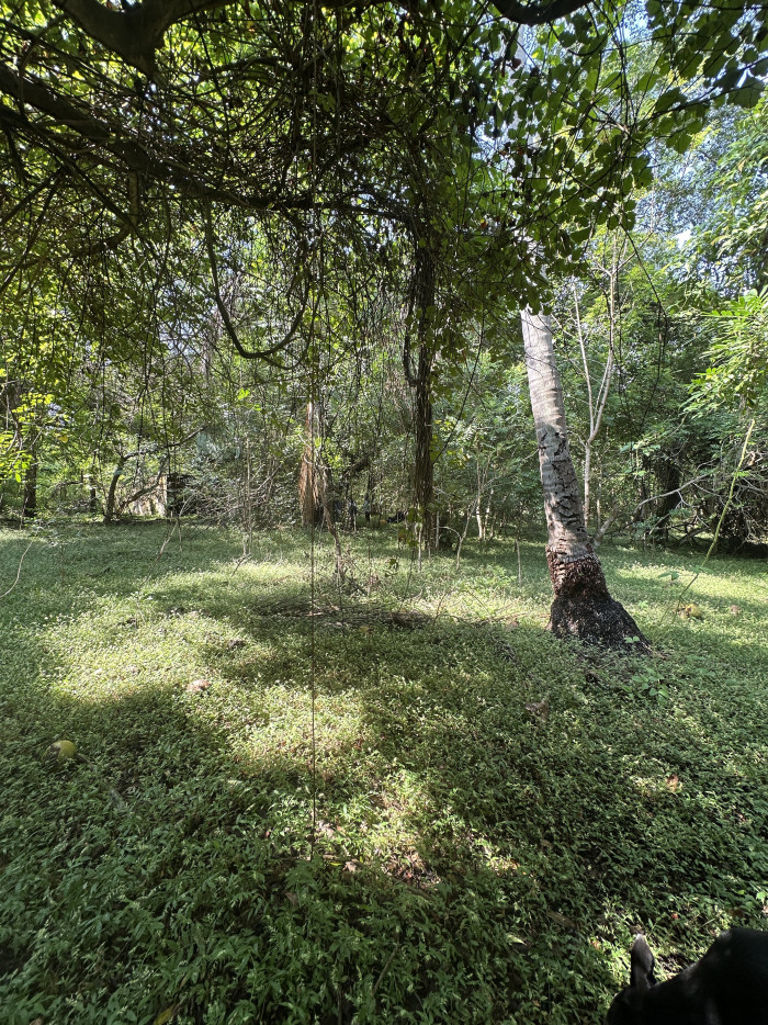 Terreno de 5 manzanas en Isla Madresal en Jiquilisco - 7