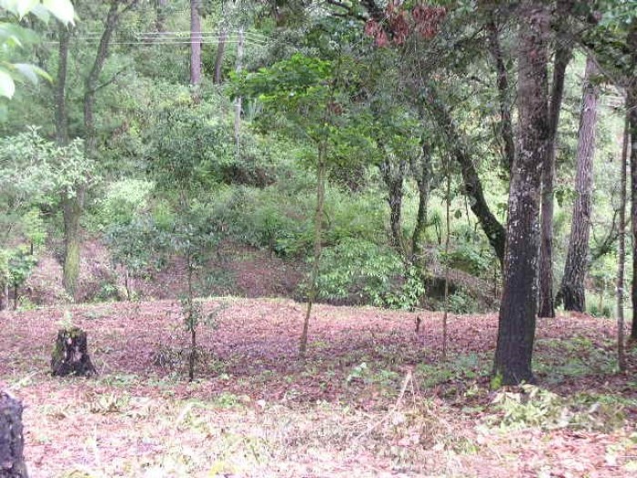Terreno Hacienda Quinta las Flores, S. Juan Sac. - 4