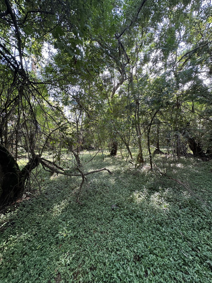 Terreno de 5 manzanas en Isla Madresal en Jiquilisco - 11