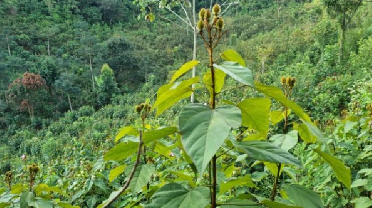 PARCELA EN VENTA EN CHISEC, ALTA VERAPAZ - 11
