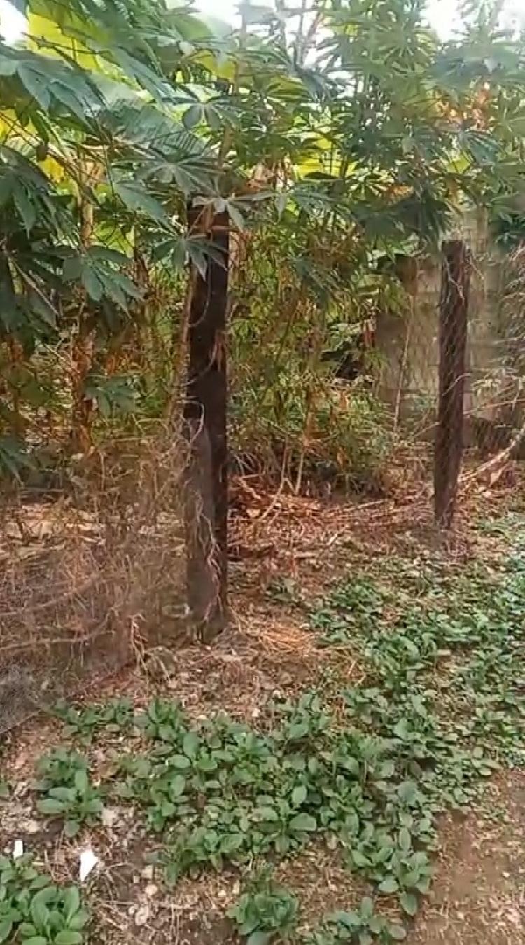 Terreno en Venta Santo Tomás de Castilla, Puerto Barrio - 3
