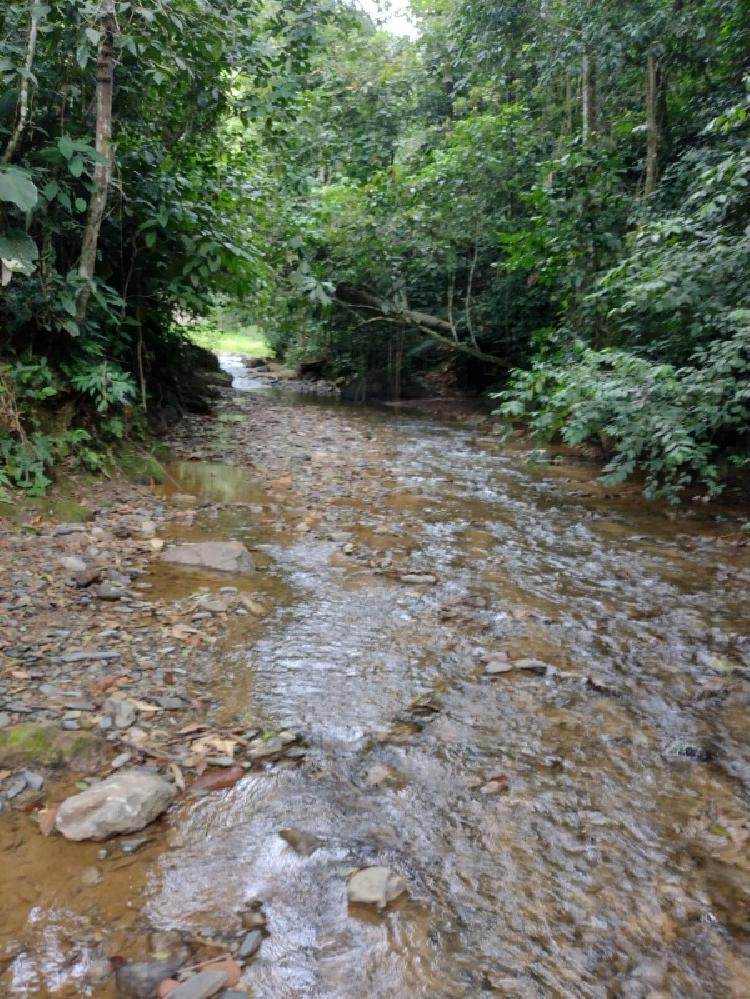 Vendo Finca de 120mnz en Puerto Barrios, Izabal Ref-229 - 16