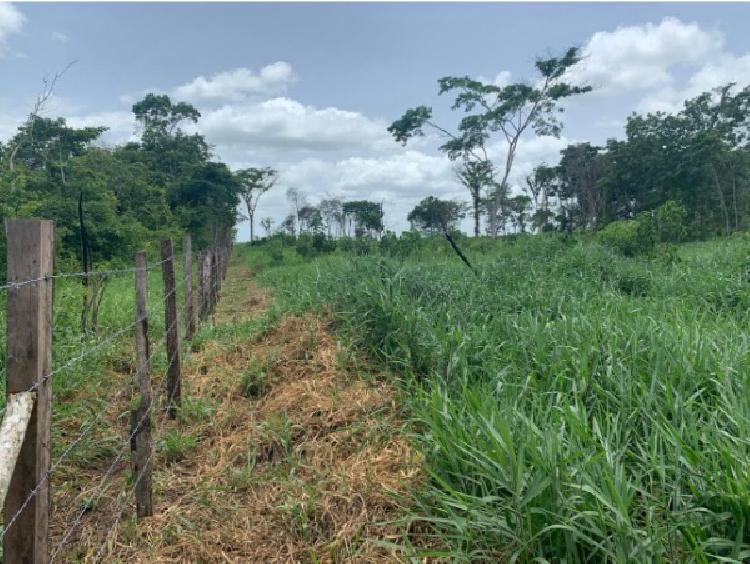 Finca Las Cruces, La Libertad, Peten - 8