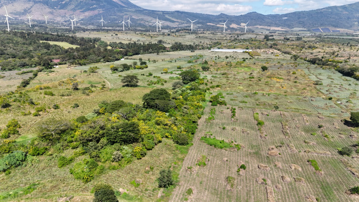Finca de piña en el Jocotillo, Villa Canales - Miniatura 5