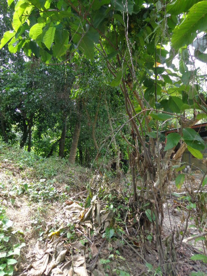 Terreno Escuintla Tiquisate - Miniatura 7