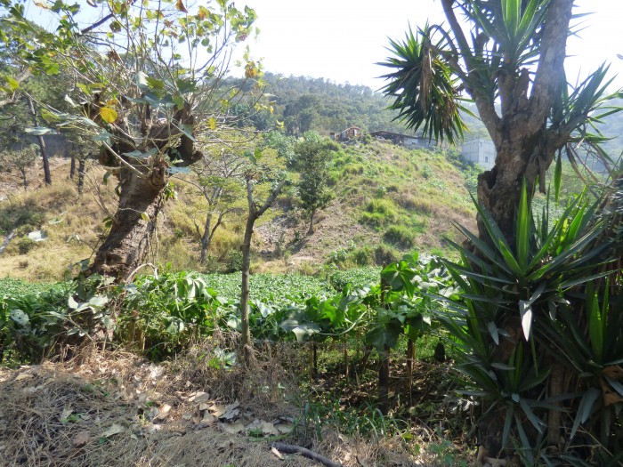 EL CHATO - 8