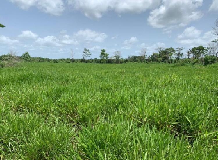 Finca Las Cruces, La Libertad, Peten - 14
