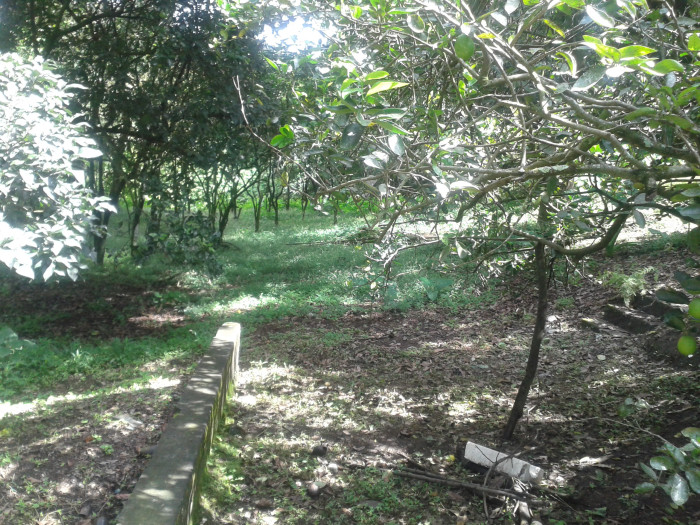 En venta terreno en zona 15 Colonia Trinidad - Miniatura 13