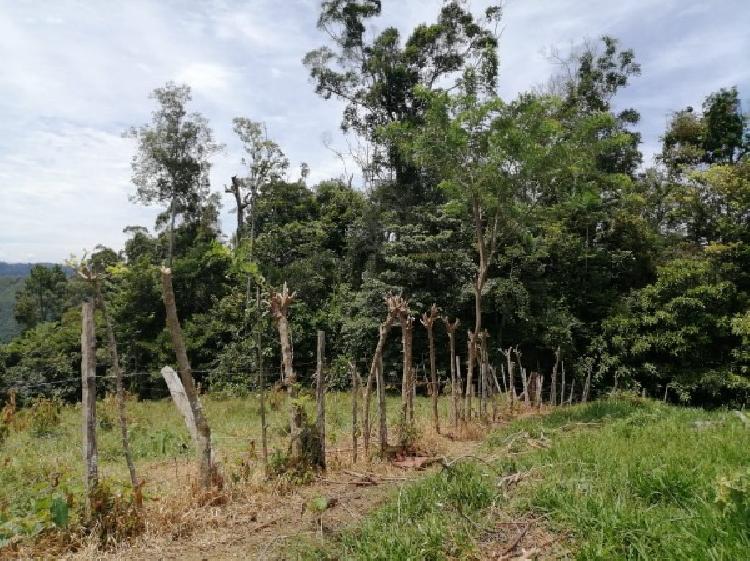 Vendo Finca de 120mnz en Puerto Barrios, Izabal Ref-229 - 5