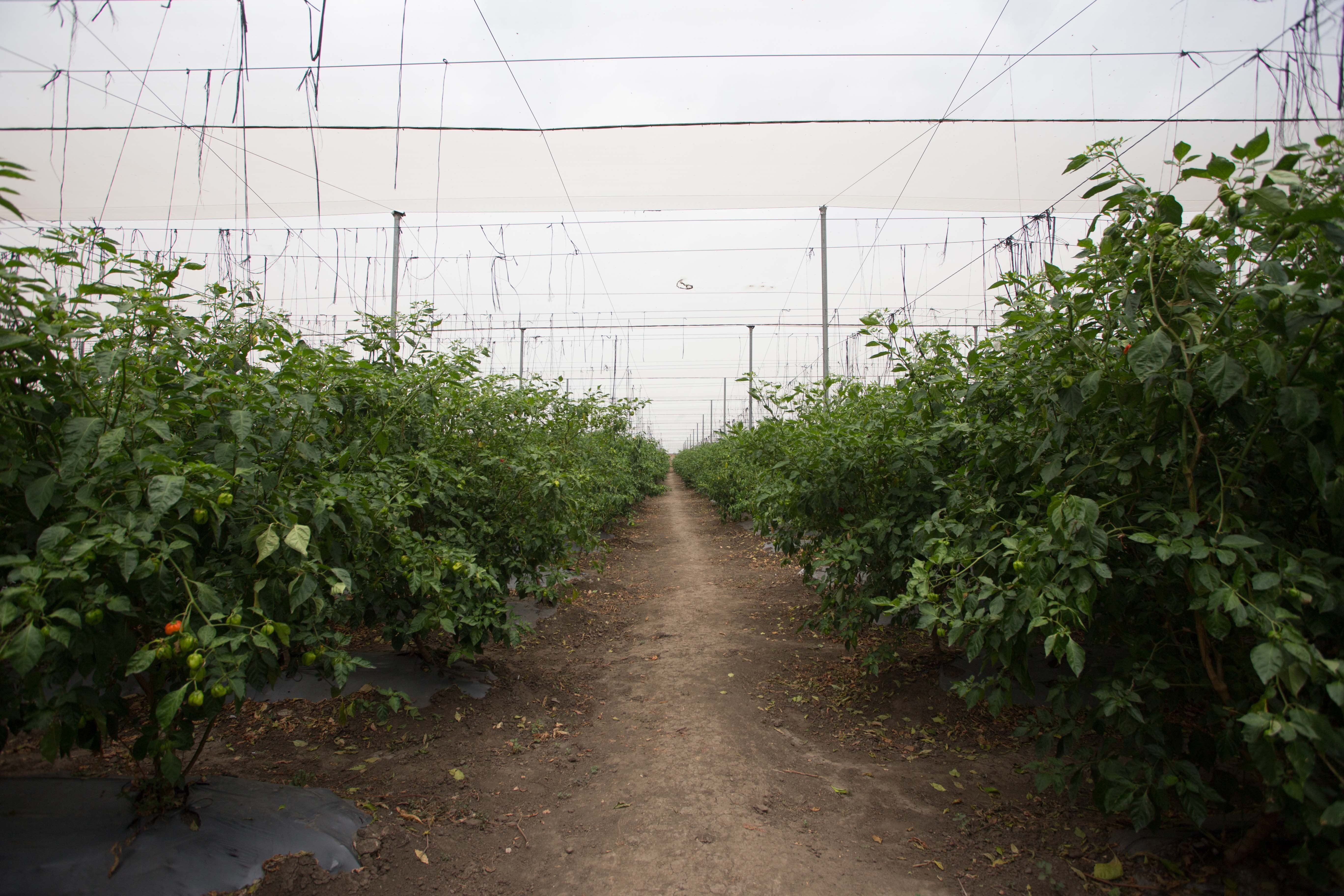 Terreno Proyecto Agricola ubicado en Villa Gonzalez - 13