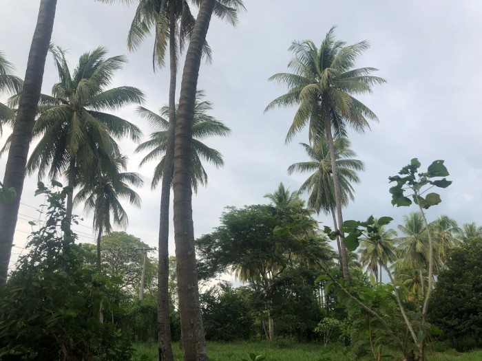 Venta de finca a orilla de carretera Masagua, Escuintla - 4