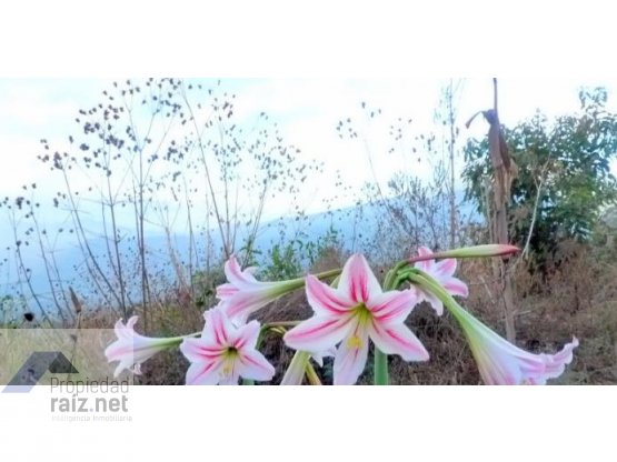 "Terreno Antigua, San Pedro La Huertas/D" — foto 2