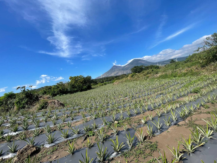 Finca de piña en el Jocotillo, Villa Canales - Image 2