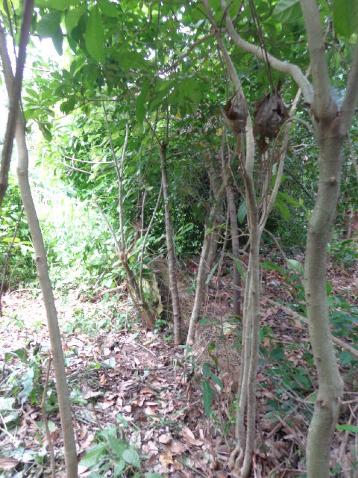 Terreno Escuintla Tiquisate 2 - Miniatura 8