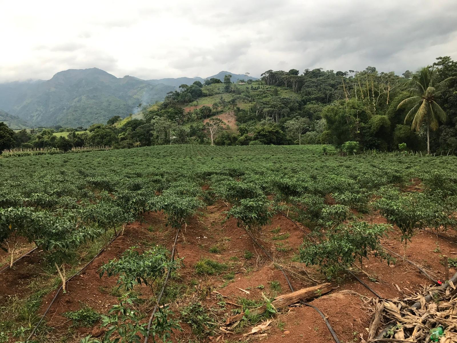 Espectacular Finca ubicada en Bonao - 14