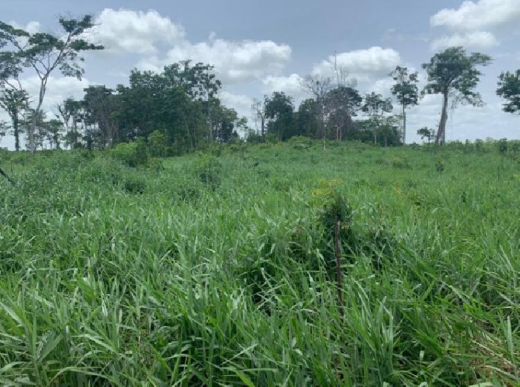 Finca Las Cruces, La Libertad, Peten - 11