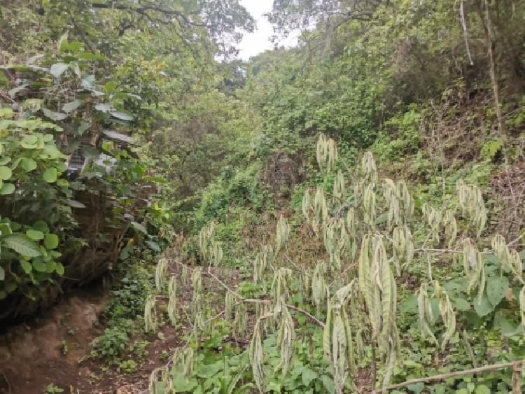 TERRENO EN VENTA EN KM 21.5 EN MIXCO — foto 3