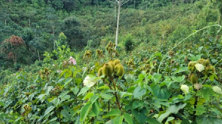 PARCELA EN VENTA EN CHISEC, ALTA VERAPAZ - 5