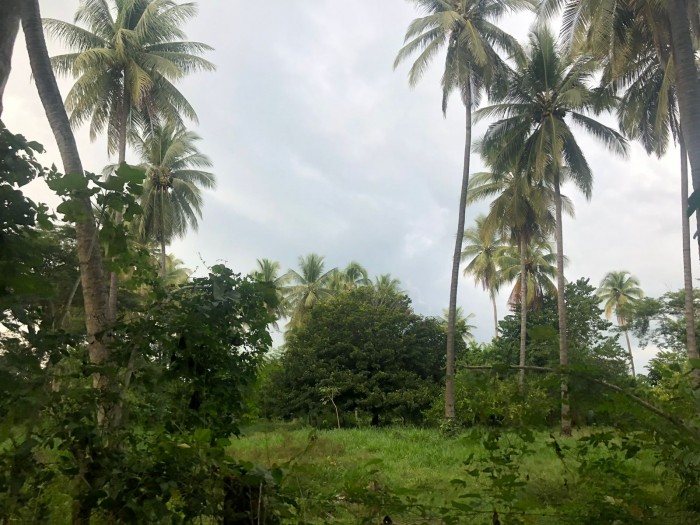 Venta de finca a orilla de carretera Masagua, Escuintla - 5
