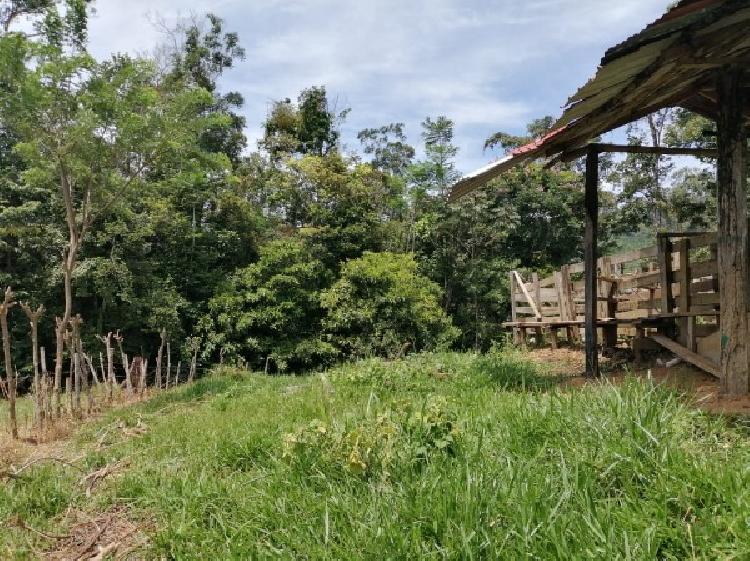 Vendo Finca de 120mnz en Puerto Barrios, Izabal Ref-229 - 4