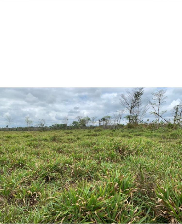 Finca Las Cruces, La Libertad, Peten - 1