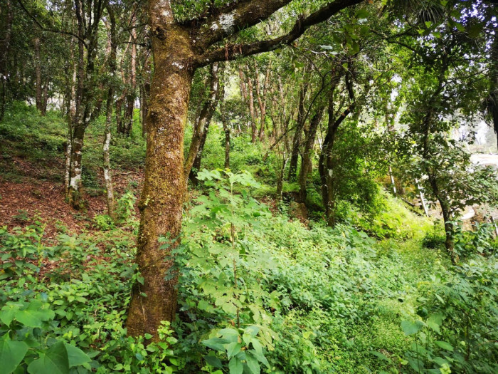 Venta de terreno en El Encinal, tronco 8.