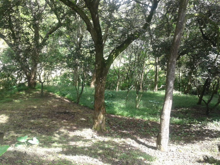 En venta terreno en zona 15 Colonia Trinidad - Miniatura 12