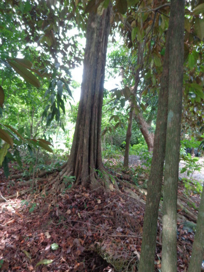 Terreno Escuintla Tiquisate 2 - Miniatura 6