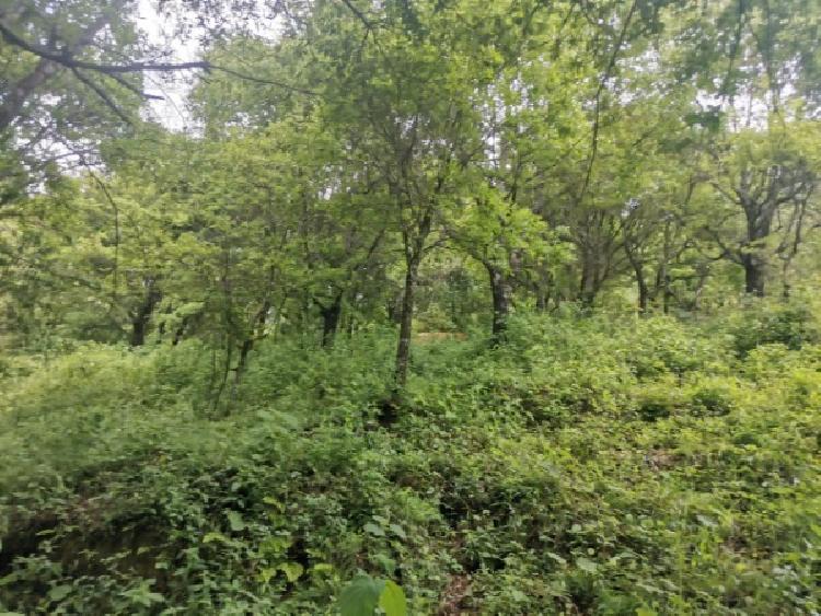 TERRENO EN VENTA EN KM 21.5 EN MIXCO