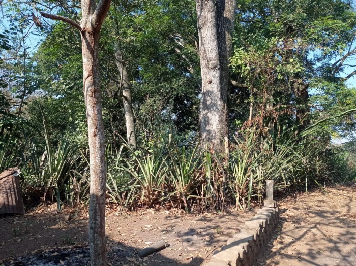 Vendo terreno agrícola de 3,265 varas en Ciudad Arce - 7